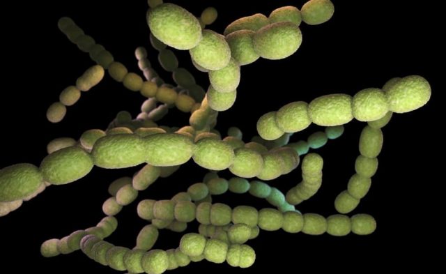 Pneumococcal Bacteria Up Close